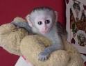 cute baby capuchin monkeys for adoption