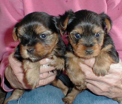 Charming Yorkie Puppies for Adoption