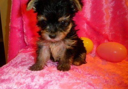 teacup yorkie puppies for free adoption