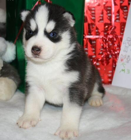 Lovely Siberian Husky Puppies For Loving homes