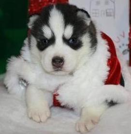 Healthy Siberian Husky Puppies For Loving Homes.