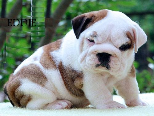 English Bulldog Puppies