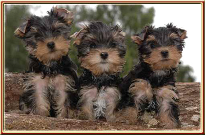 cute yorkie puppies for free adoption.