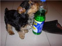 Tiny Yorkie Puppies.