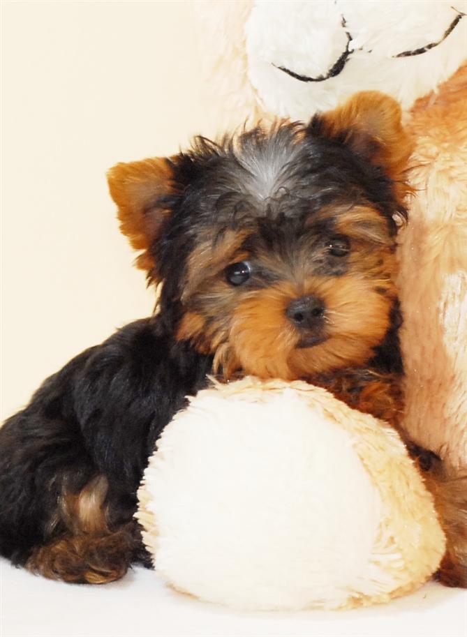 teacup yorkie puppies for free adoption