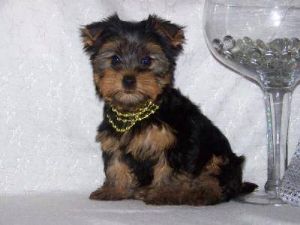 Male And female Yorkie Puppies For Adoption