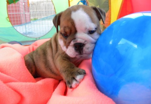 Charming English bulldog puppies for good homes