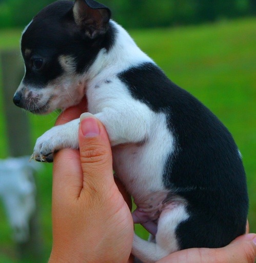 Intelligent Chihuahua puppies now available