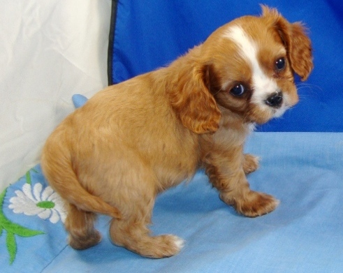 Perfect Cavalier King Charles Spaniel puppies for sale