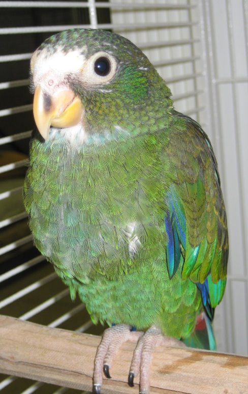 Such a Marvelous White-Capped Pionus