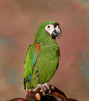 Wonderful Severe Macaw For Sale