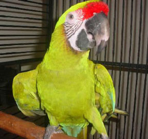 Super Buffons Macaw For Sale