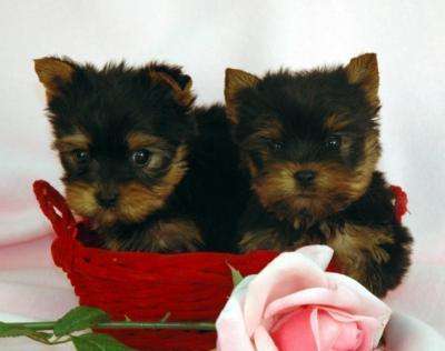 Adorable Cute Teacup Yorkies Puppies For Adoption