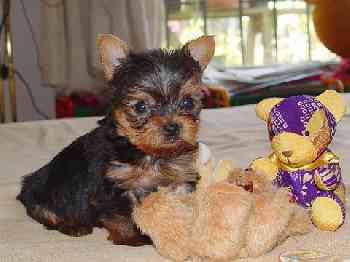 Lovely and cute tea cup Yorkie puppies for a caring home