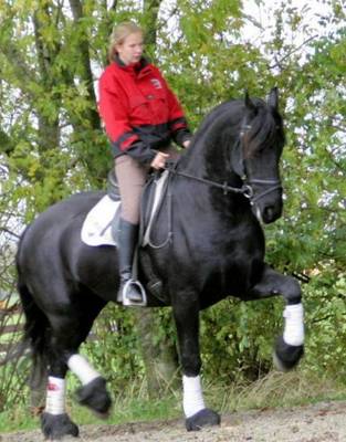 Gorgeous Friesian horse for good home