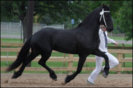 Dances With Panderas - Black Friesian Female