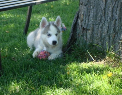 Male and Female Husky Puppies For Sale