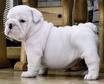 Cute and Adorable English Bulldog Puppies For Adoption.