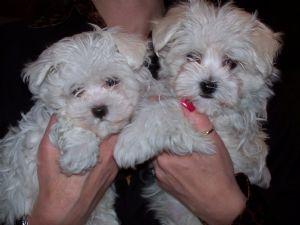 Gorgeous Pair Of Maltese Puppies Available