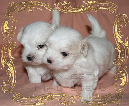 Healthy Maltese Puppies for Caring Families