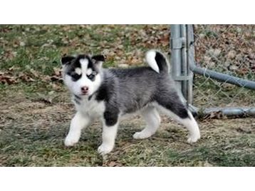 house trained male and female siberian husky puppies for sale.