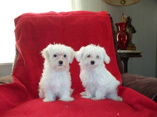 Tiny Maltese Puppies Waiting New Homes