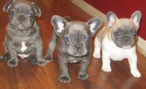 cute looking french bulldog puppies for your comfort.