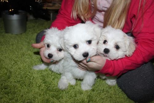 2.5lbs maltese puppies awaiting great families