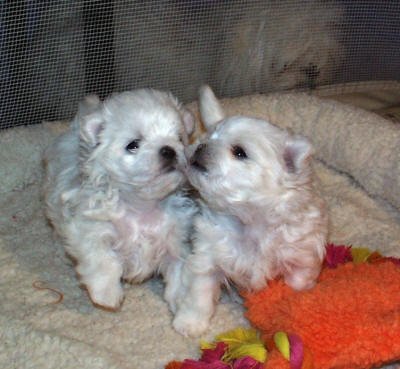 beautiful male and female maltese puppies