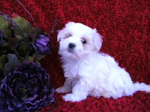 perfect maltese pups for sale