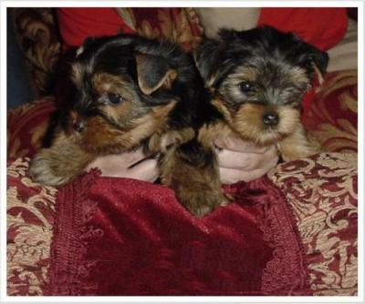 Cute and adorable Tea cup yorkie puppies for adoption