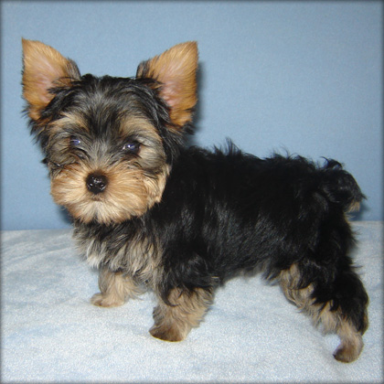 Two Cute Yorkie Puppies For Adoption