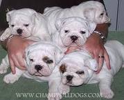 *TWO NICE   LOOKING  FEMALE AND MALE ENGLISH BULL DOG PUPPIES*