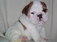 *CHAMMING AKC REGISTERED ENGLISH BULL DOG PUPPIES*