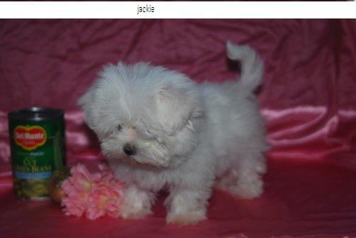 Tea-Cup Male and Female Maltese Puppies