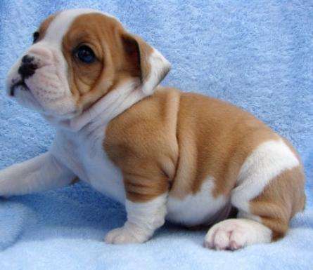 Healthy English Bulldog Puppies  for adoption