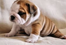 Adorable male and female English bulldog puppies for adoption