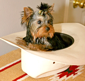 Elegance, Beauty, Health Personality-Diamond Yorkies. We maintain the highest standards