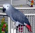 Healthy purebred baby parrot for adoption to a good home