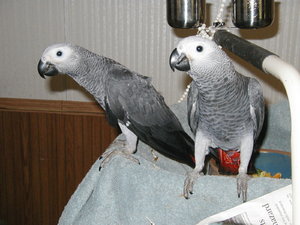 Extra Sweet African Grey Babies For new homes