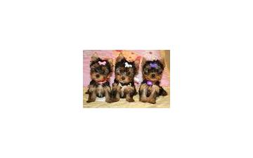 Lovely Tea Cup Yorkie Babies Ready For Adoption