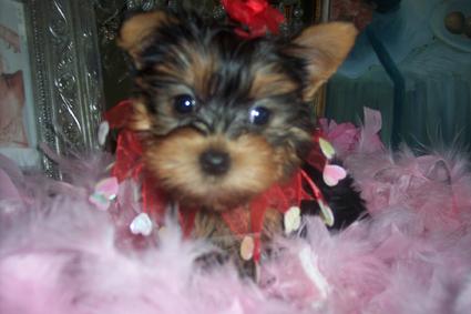 cute female yorkie puppy for free adoption