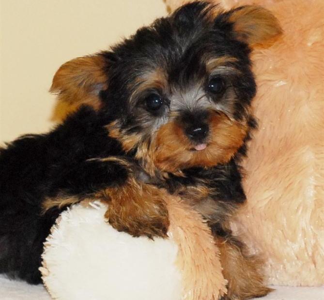 HOME TRAINED MALE AND FEMALE TEACUP YORKIE PUPPIES FOR ADOPTION