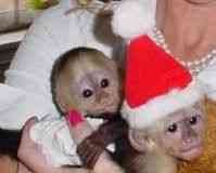 Healthy Adorable Capuchin Monkeys For Adoption