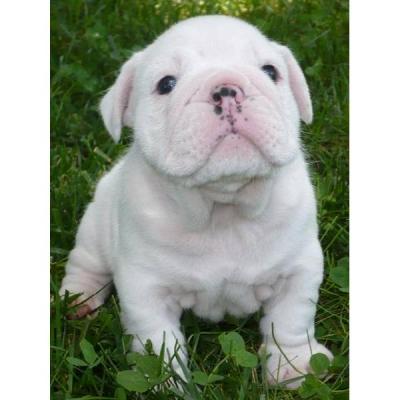 AKC English bulldog puppies for adoption