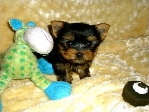 AKC Female T-Cup Yorkshire Terriers For  FREE Adoption