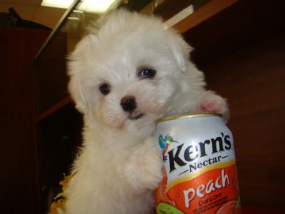 Adorable Male And Female Maltese Puppies Ready