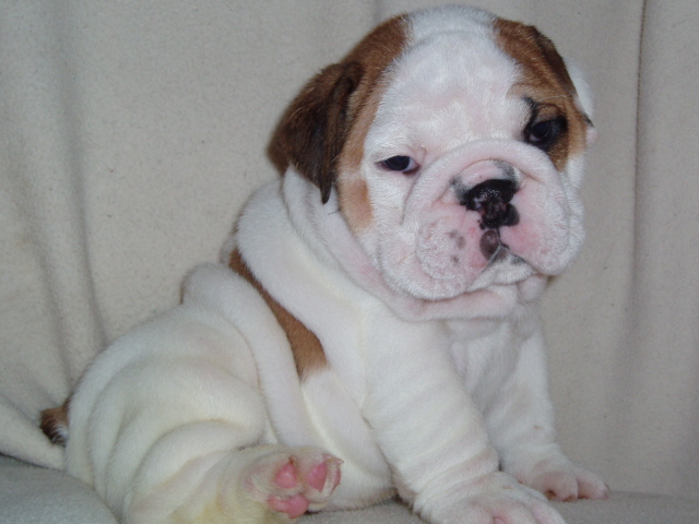 We have two English bulldog puppies for adoption.