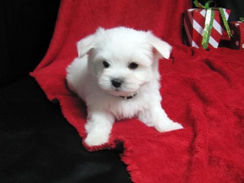 Healthy Maltese puppies now available for a lovely home