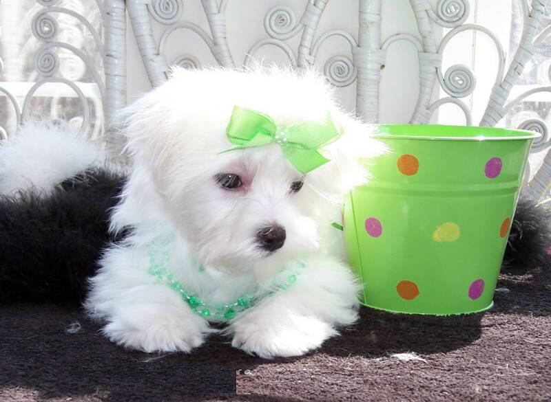 male and female maltese